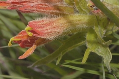 Castilleja moranensis