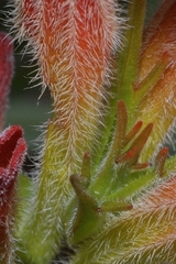 Castilleja moranensis