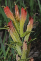 Castilleja moranensis