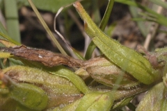 Castilleja moranensis