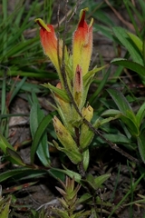 Castilleja moranensis