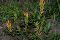 Castilleja moranensis