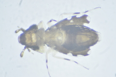 Psoquilla marginepunctata