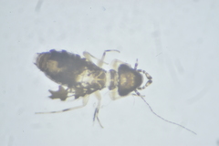 Psoquilla marginepunctata
