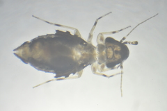 Psoquilla marginepunctata