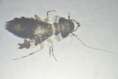 Psoquilla marginepunctata