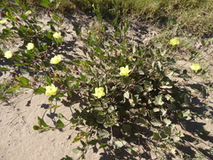 Cienfuegosia drummondii