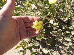 Cienfuegosia drummondii