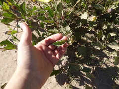 Cienfuegosia drummondii