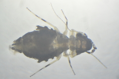 Psoquilla marginepunctata