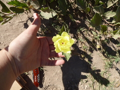 Cienfuegosia drummondii