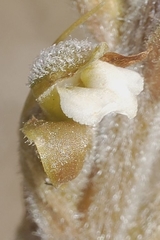 Sarcoglottis schaffneri