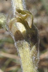 Sarcoglottis schaffneri