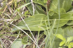 Sarcoglottis schaffneri