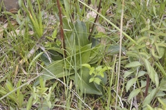 Sarcoglottis schaffneri