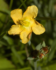 Hypericum silenoides