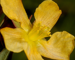 Hypericum silenoides
