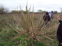 Phytolacca tetramera