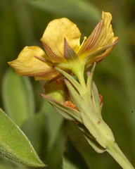 Hypericum silenoides