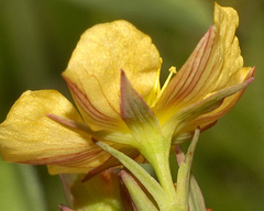 Hypericum silenoides