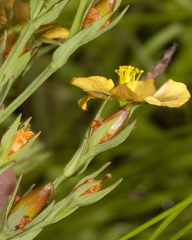 Hypericum silenoides