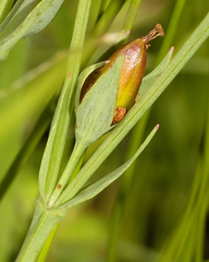 Hypericum silenoides