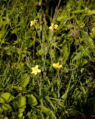 Hypericum silenoides