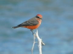 Pyrocephalus rubinus