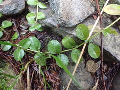 Veronica serpyllifolia