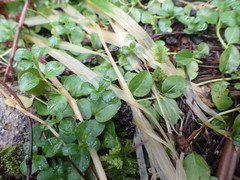 Veronica serpyllifolia