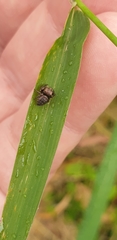 Simaethina