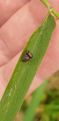 Simaethina