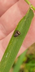 Simaethina