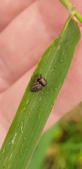 Simaethina