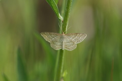 Idaea macilentaria