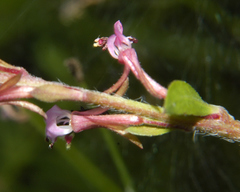 Oenothera hexandra