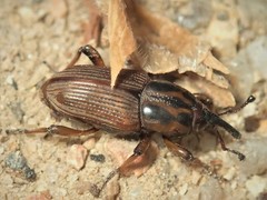 Sphenophorus brunnipennis