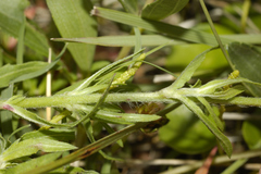 Oenothera hexandra