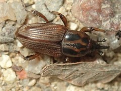 Sphenophorus brunnipennis