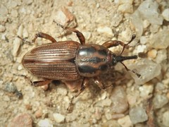 Sphenophorus brunnipennis