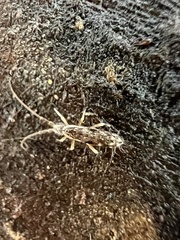 Pogonognathellus elongatus