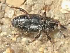 Sphenophorus brunnipennis