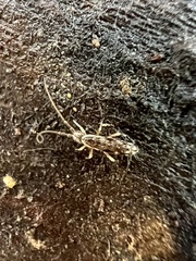 Pogonognathellus elongatus