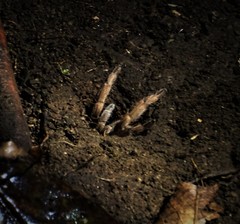 Sphaerobothria hoffmanni