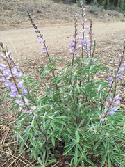 Lupinus arbustus