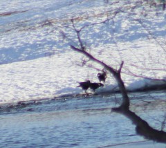 Corvus brachyrhynchos