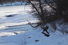 Corvus brachyrhynchos