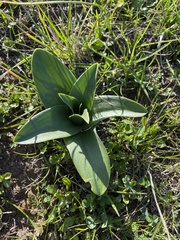 Fritillaria biflora