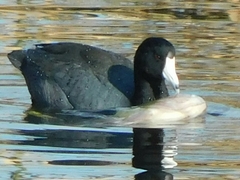 Fulica americana