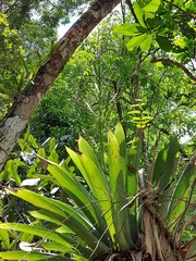 Vriesea gigantea